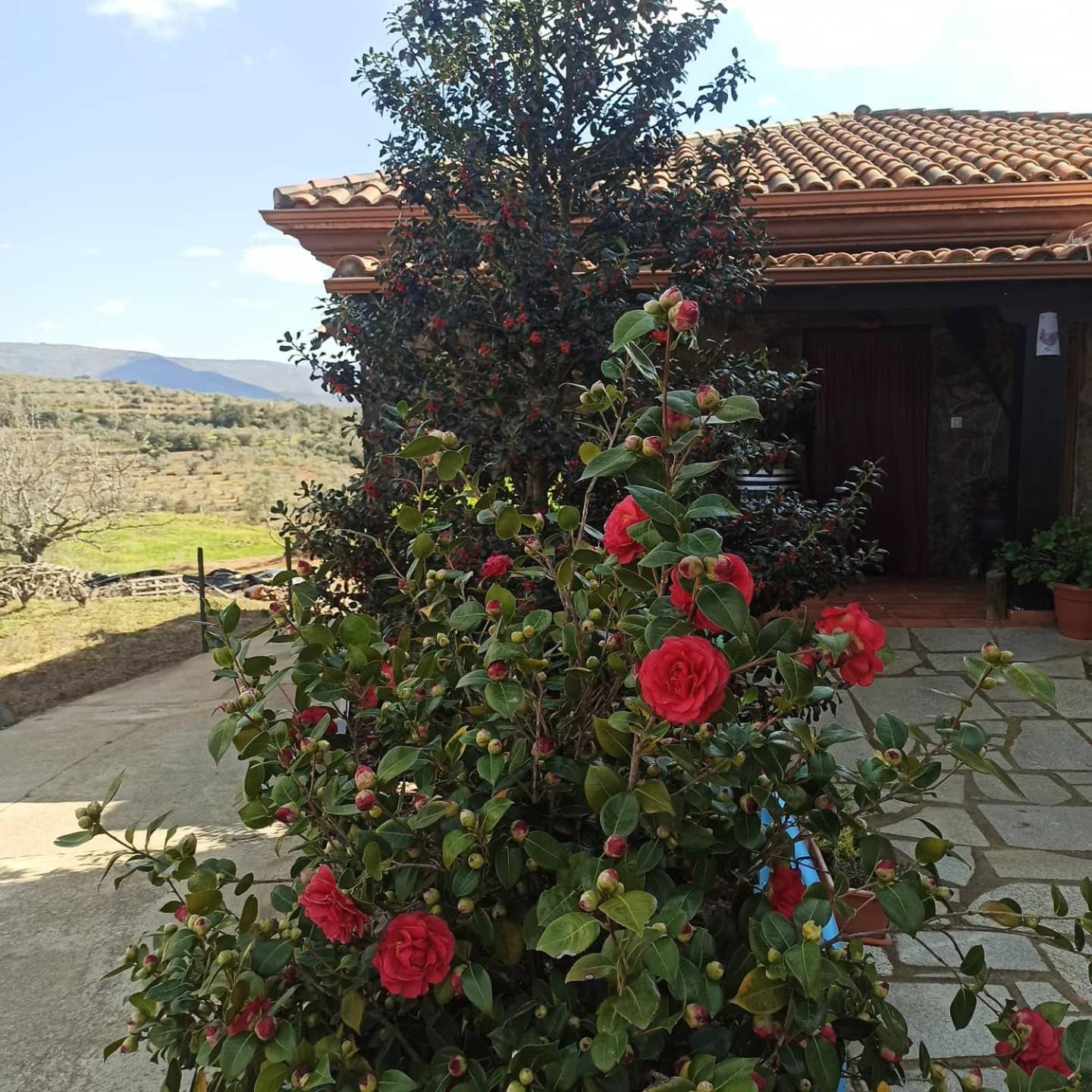 Casa Rural Los Olivos Sotoserrano Ngoại thất bức ảnh